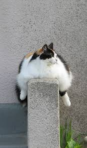 Fat cats rexburg, rexburg, madison county, idaho, united states. Fat Cats