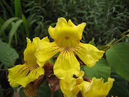 Image result for Markhamia tomentosa