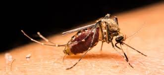 Check spelling or type a new query. How To Treat Mosquito Bites Debugged