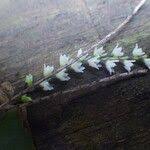 Image result for Bolusiella talbotii