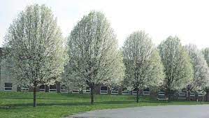 This tree with remain flawless year after year with absolutely no maintenance. How Far Apart Should Ornamental Pear Trees Be Planted