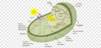 Chloroplasts are the food producers of the cell. Synthesis Plant Cell Cellular Respiration Chloroplast Plants Angle Cell Png Pngegg