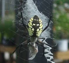 Black And Yellow Striped Spider Uk Spider Lime Black Garden Spider Spider Bald Eagle