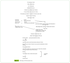 Pathogenesis Of Atherosclerosis A Review Insight Medical