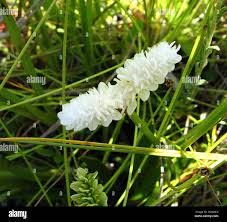 Image result for Aponogeton junceus