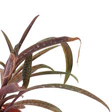 Image result for Scilla benguellensis