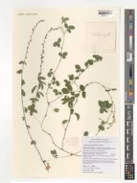 Image result for Grona ramosissima