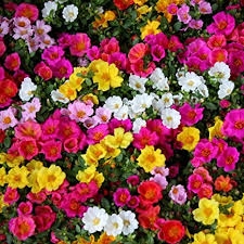 La portulaca chiamata anche fiore di vetro o porchiacca è una pianta erbacea. Semi Misti Di Portulaca Grandiflora Amazon It Giardino E Giardinaggio