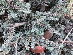 Image result for Chenolea