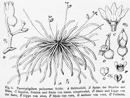 Image result for Taeniophyllum