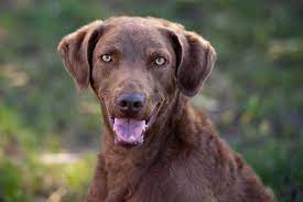 Breeze Chesapeake Bay Retriever Dogs Up For Adoption Dog Adoption Chesapeake Bay Retriever