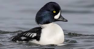 Barrow's goldeneyes breed in southeastern alaska, northern mackenzie and northwestern british columbia, south to eastern washington, southwestern. Barrow S Goldeneye Identification All About Birds Cornell Lab Of Ornithology