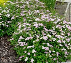 Image result for Spiraea japonica ´Little Princess