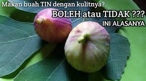 Buah ara alias tin mungkin belum sepopuler jeruk atau apel. Bolehkah Makan Buah Tin Dengan Kulitnya Youtube