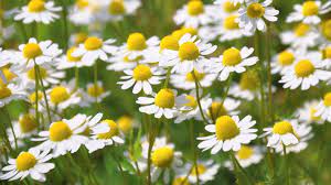 Chamomile powder is a soothing additive for bath teas, bath salts, body wraps, facials, and bath milk. Chamomile Young Plants Seeds Matricaria Chamomilla