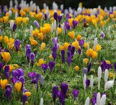 We did not find results for: First Signs Of Spring At Rhs Garden Wisley Part Two Lisa Cox Garden Designs Blog