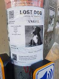 If you find a lost dog or cat wearing a city of toronto tag, contact 311 to connect the pet with the owner. Lost Pupper In Toronto Area Album On Imgur