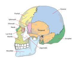 These include 14 bones in the face, 6 cranial bones and 6 auditory or ear bones. Skull Wikipedia