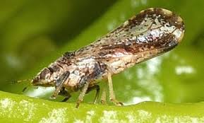 The juicy transparent flesh has a citrus quality with a floral accent and is delicious eaten fresh, made into juice or into a delicious chutney carambola trees have an attractive weeping habit, producing a profusion of pink flowers. Usda Aphis Asian Citrus Psyllid