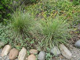 Image result for Festuca caprina