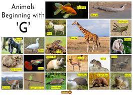 You can now select the most convenient ones for your project easily from wordmom.com. Animals That Start With G