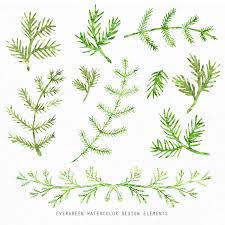Download web desing for free. Evergreen Watercolor Design Elements Squijoo Com