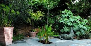 Image result for Melianthus major
