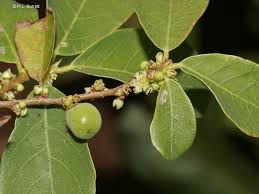 Image result for Bridelia