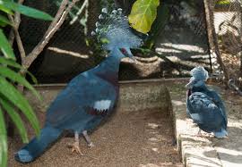 Rare Bird Hatches At The Zoo The Houston Zoo