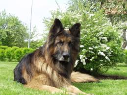 We are a small hobby breeder of west showline german shepherds with only a few litters a year. Beautiful Long Haired Half Shepard Half Wolf Dogs Animals Background Wallpapers On Desktop Nexus Image 38962