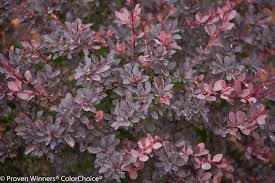 Image result for Thesium breyeri