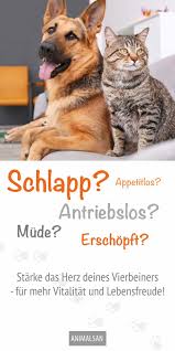 wenn hund oder katze schlapp mude antriebslos und erschopft sind dann stimmt etwas nicht neben dem besuch beim tierarzt konnen si hundealter haustier hunde