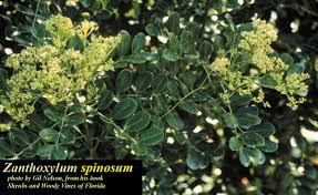 Image result for Zanthoxylum