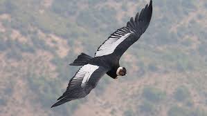Andean Condor Flies Five Hours Without Flapping Wings Once Kare11 Com