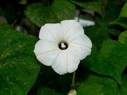 Image result for Ipomoea obscura
