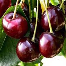 Photo catalogue » modern vinegrapes and fruit » cherries » durone bigarreau burlat. Cerisier Bigarreau Burlat Cerisier Bigarreau Pepinieres Lepage Bretagne Bord De Mer
