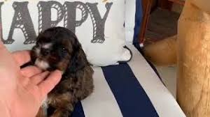 Looking for the perfect puppy for your family? Cavapoos Puppy S N Love