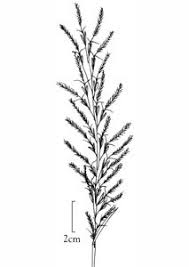 Image result for Leptochloa coerulescens