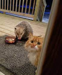 This Cat S Reaction To A Possum Stealing Her Dinner Gets Increasingly Better With Every Photo Cats And Kittens Cats Animals