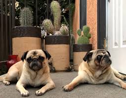 Cats and dogs find plants and flowers so attractive. Are Cactuses Poisonous To Dogs Succulents Network