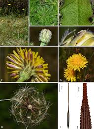 Image result for Hypochaeris