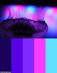 Transparent Color Palette Color Palette Bright Purple Color Palettes Color Palette Pink