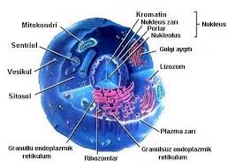 Canlilarin Ortak Ozellikleri Hucresel Yapiya Sahip Olma Buyume Ve Gelisme Solunum Ile Enegi Uretme Bos In 2020 Animal Cell Structure Organelles Cell Organelles