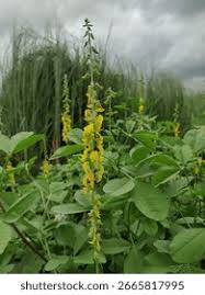 Image result for Crotalaria torrei