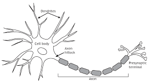 Image result for Neuron