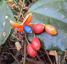 Image result for Olacaceae