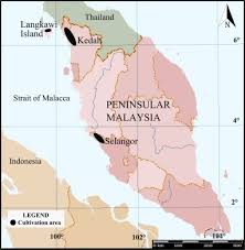 We did not find results for: Geographical Identification Of Oryza Sativa Mr 220cl From Peninsular Malaysia Using Elemental And Isotopic Profiling Sciencedirect