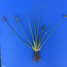 Image result for Fimbristylis squarrosa