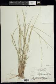 Image result for Panicum carneovaginatum