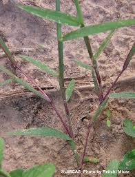 Image result for Digitaria diagonalis